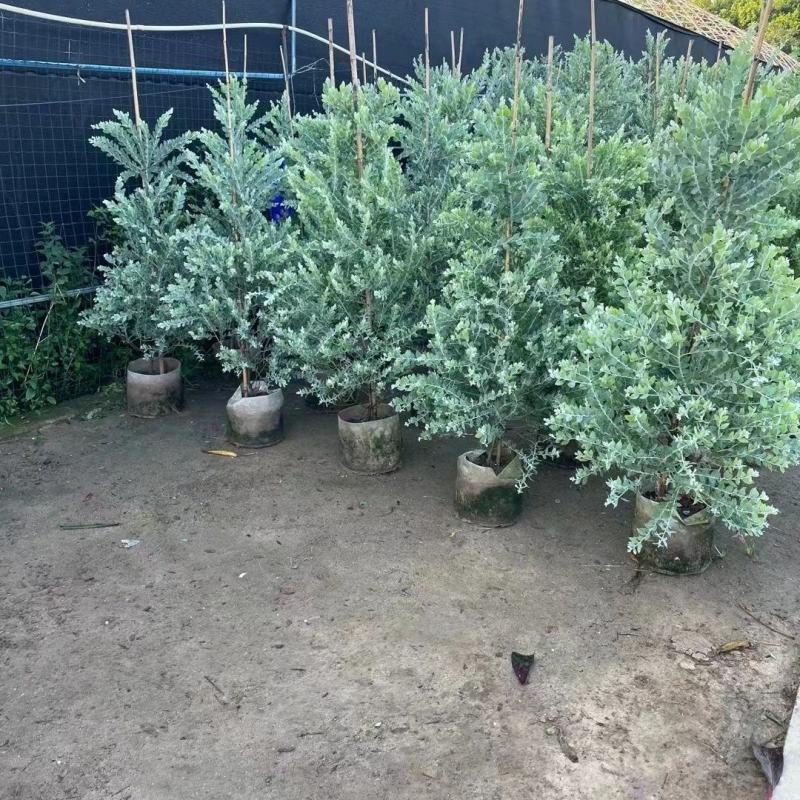 银叶金合欢树苗别墅庭院地栽盆栽耐寒风景树苗行道园林绿化