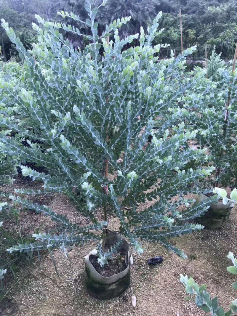 银叶金合欢树苗别墅庭院地栽盆栽耐寒风景树苗行道园林绿化