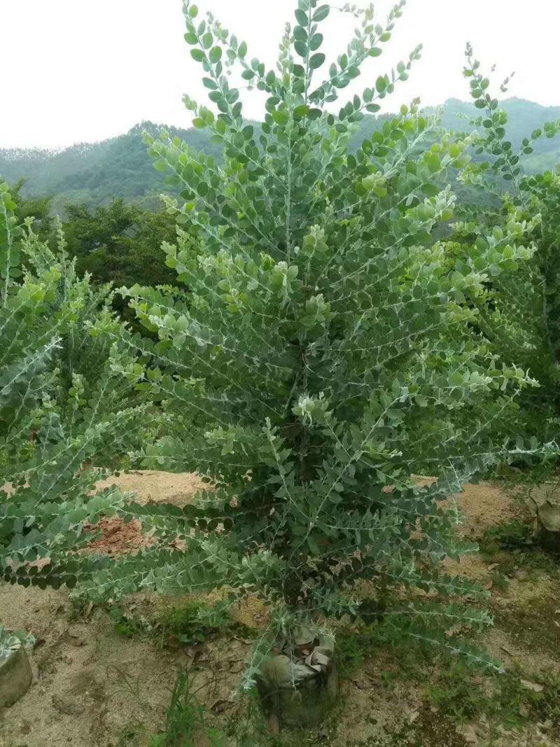 银叶金合欢树苗别墅庭院地栽盆栽耐寒风景树苗行道园林绿化