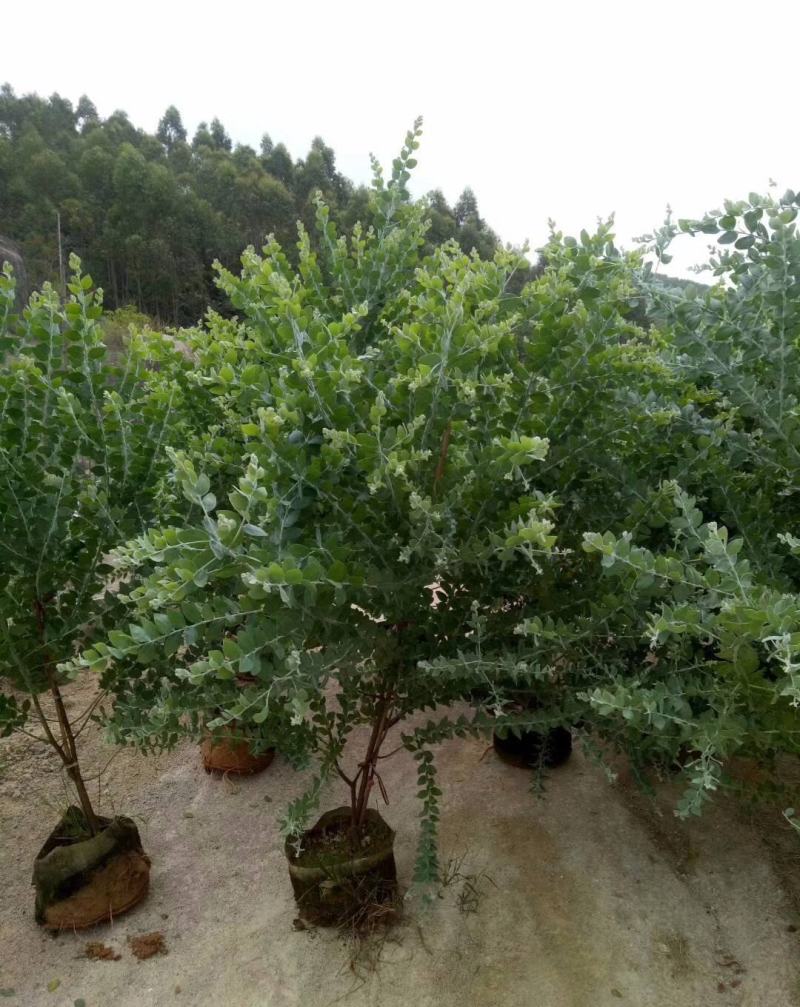 银叶金合欢树苗别墅庭院地栽盆栽耐寒风景树苗行道园林绿化