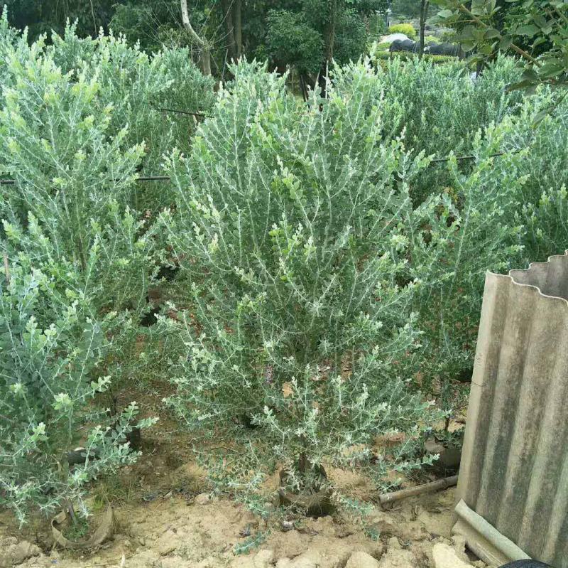 银叶金合欢树苗别墅庭院地栽盆栽耐寒风景树苗行道园林绿化