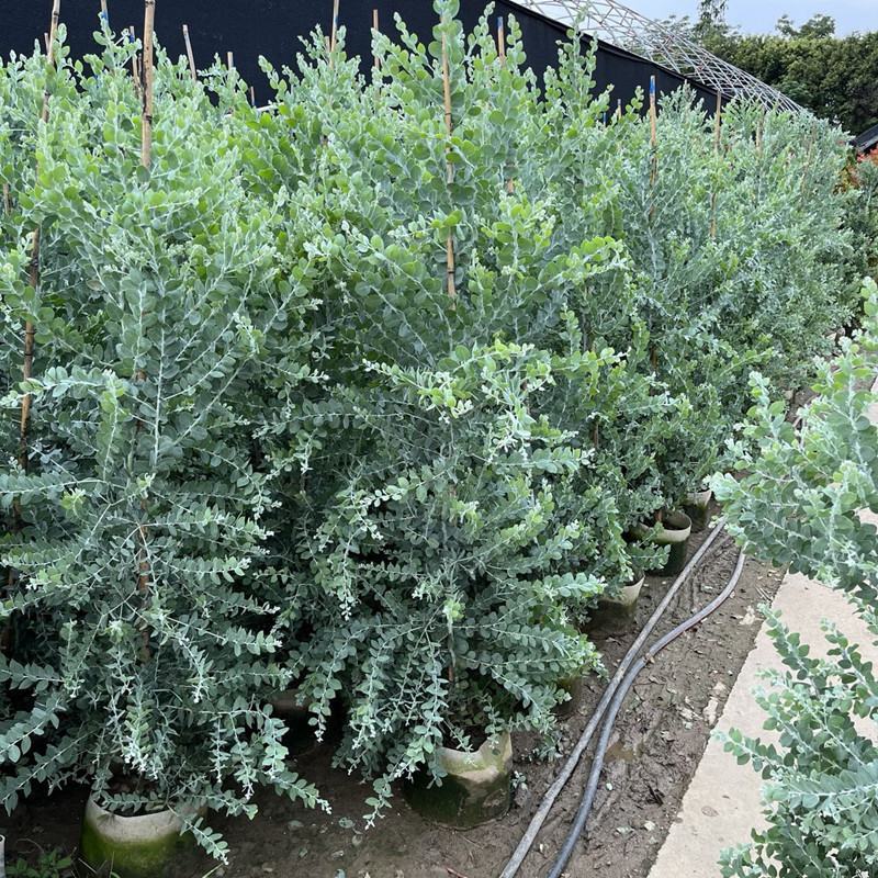 银叶金合欢树苗别墅庭院地栽盆栽耐寒风景树苗行道园林绿化