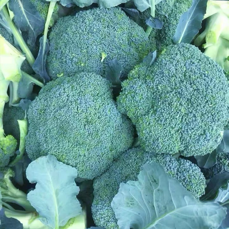 新鲜西蓝花上市，货源充足价格美丽，现摘现发量大从优