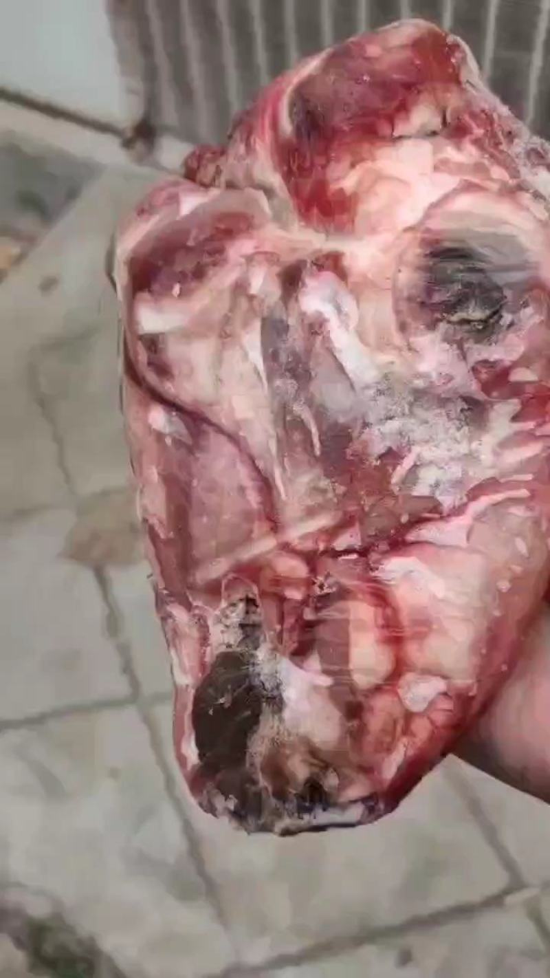 精品羊头，精品羊头，大小规格都有，每天都是先杀羊头，