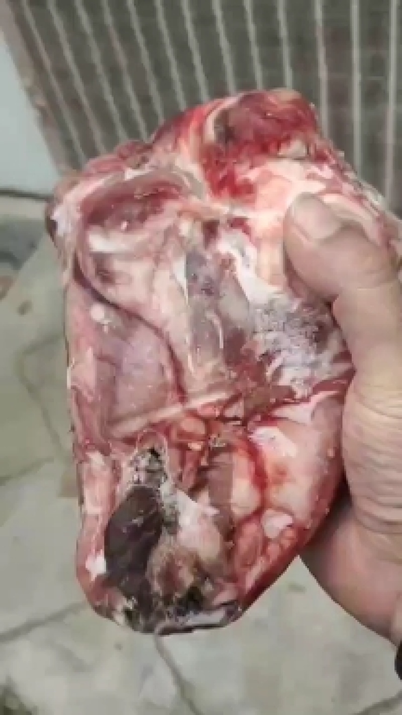 精品羊头，精品羊头，大小规格都有，每天都是先杀羊头，