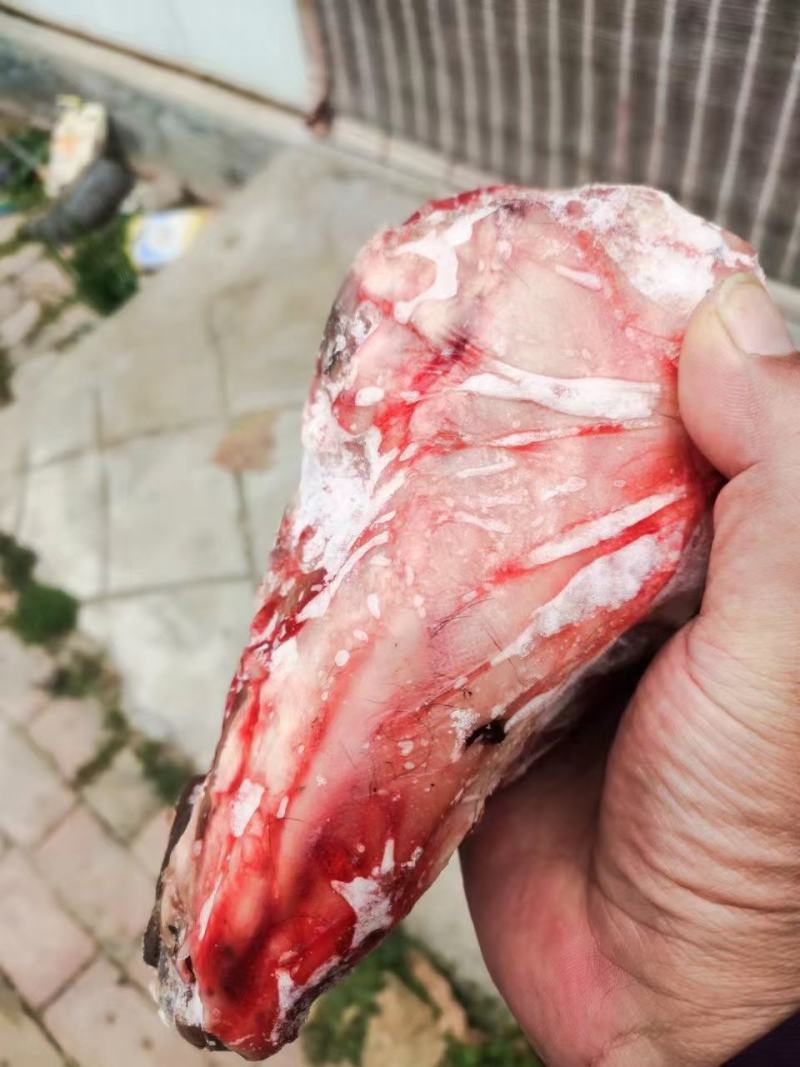 精品羊头，精品羊头，大小规格都有，每天都是先杀羊头，