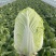 【精选】白菜黄心大白菜产地采摘货源充足品质保证、诚信第一