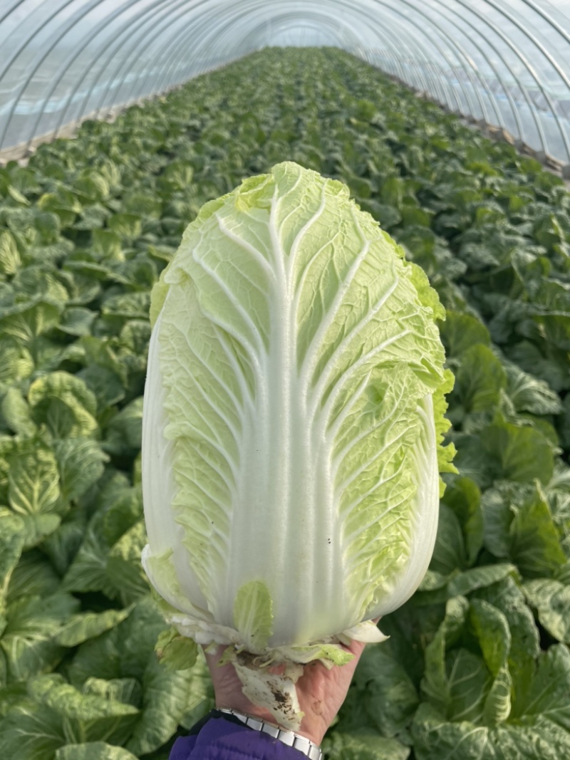 【精选】白菜黄心大白菜产地采摘货源充足品质保证、诚信第一