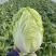【精选】白菜黄心大白菜产地采摘货源充足品质保证、诚信第一