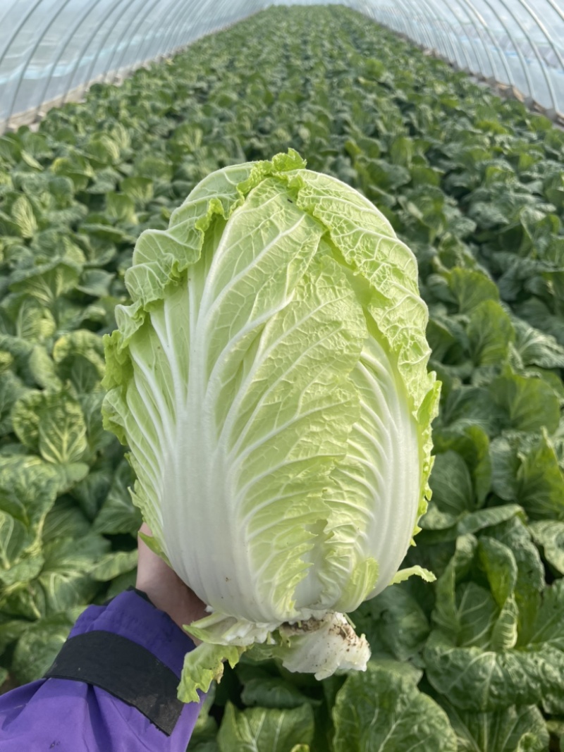 【精选】白菜黄心大白菜产地采摘货源充足品质保证、诚信第一