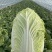 【精选】白菜黄心大白菜产地采摘货源充足品质保证、诚信第一