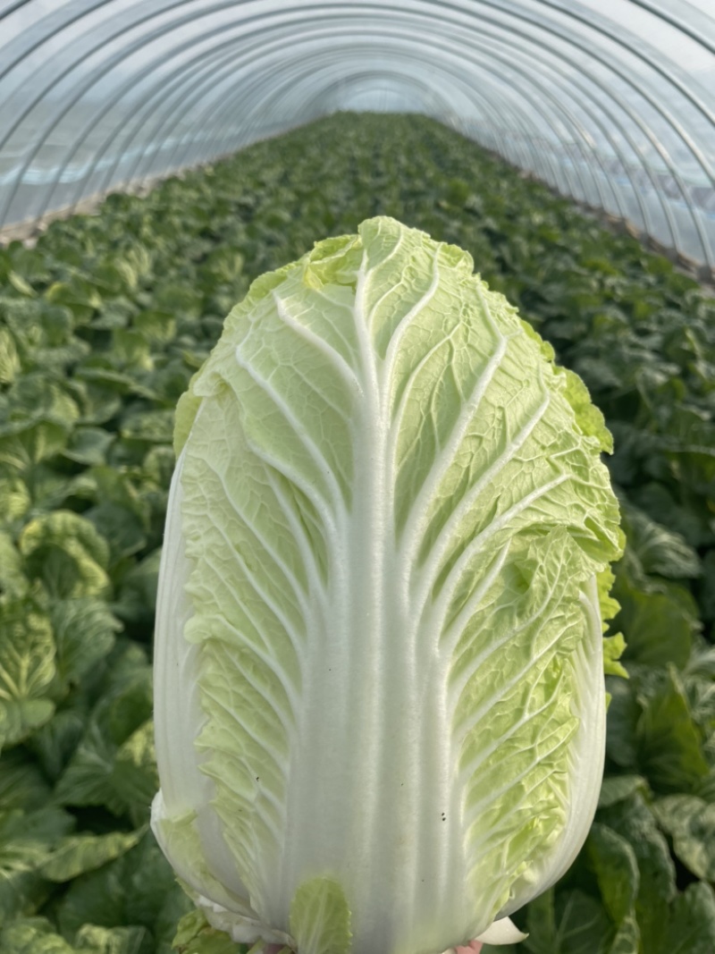 【精选】白菜黄心大白菜产地采摘货源充足品质保证、诚信第一