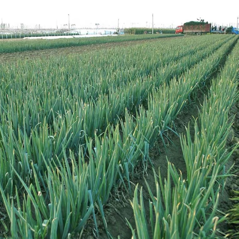 新野钢葱，大葱基地，万亩大葱可供选择价格实惠，欢迎来电