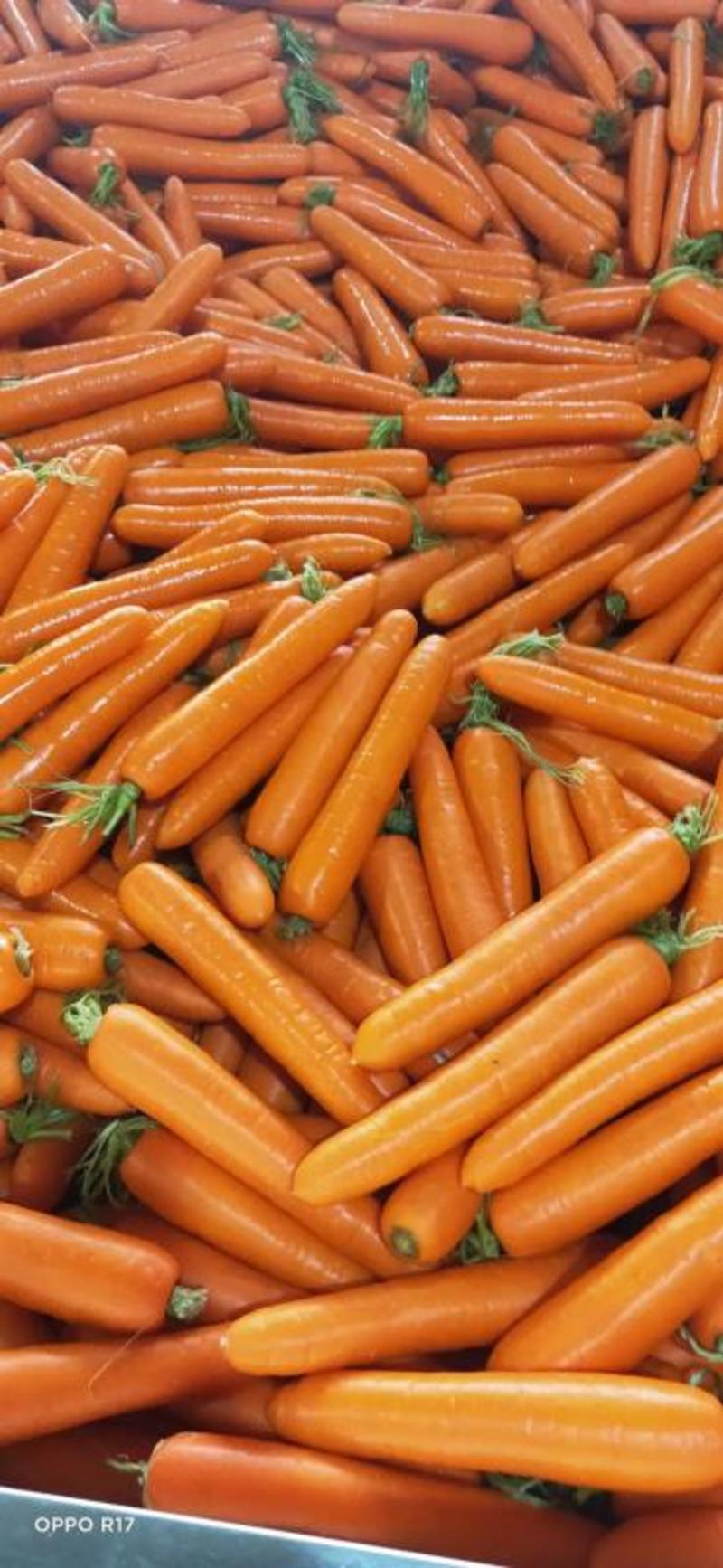 [胡萝卜]精品水洗胡萝卜三红胡萝卜对接各大商超市场