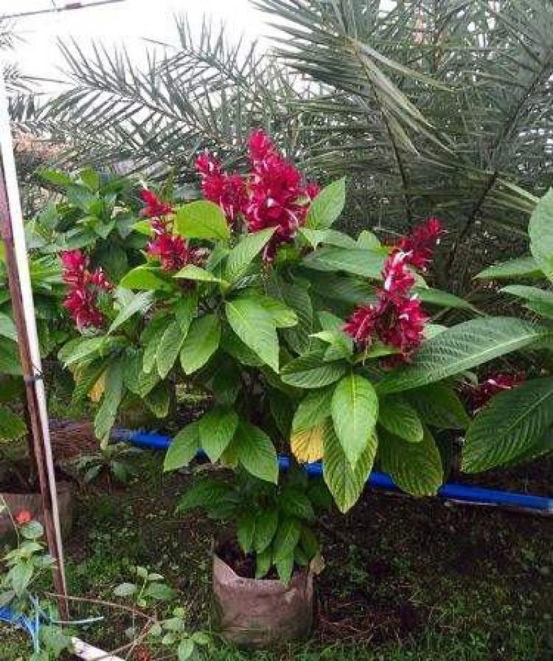 赤苞花稀有植物特有新款盆栽观花切花素材花期超长