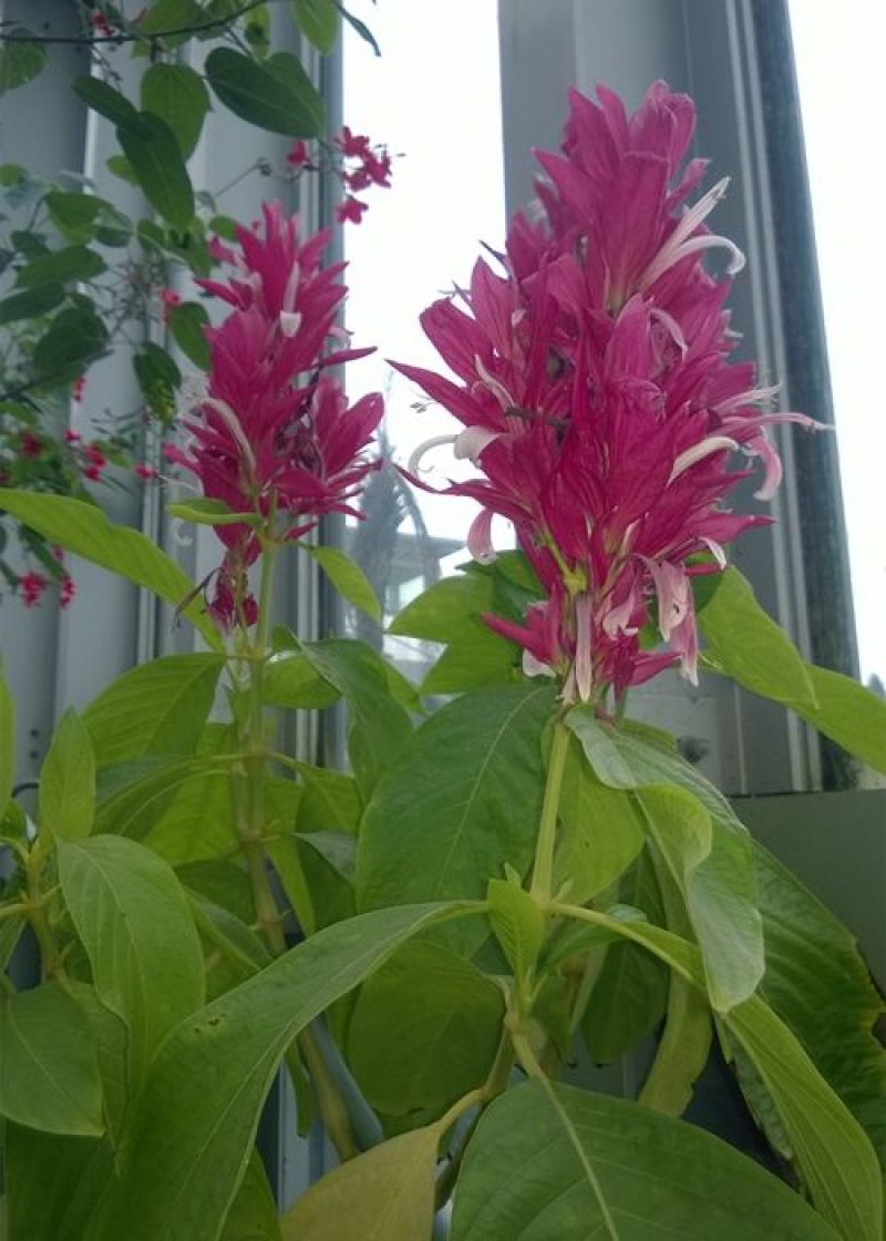 赤苞花稀有植物特有新款盆栽观花切花素材花期超长