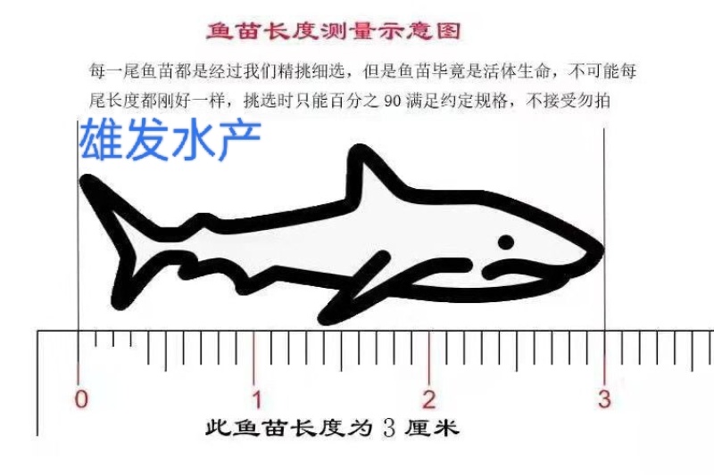 优质．叉尾鮰鱼苗．渔场直供．技术指导．存活率保障．全国水达