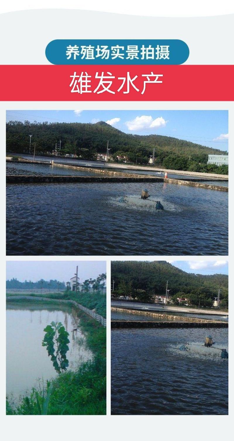 优质．叉尾鮰鱼苗．渔场直供．技术指导．存活率保障．全国水达