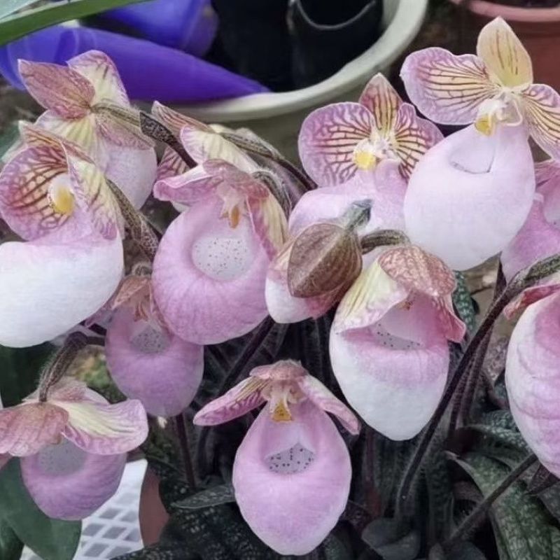 玉女兜兰拖鞋兰原生绿植花卉容易种植粉红花客厅阳台办公室