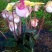玉女兜兰拖鞋兰原生绿植花卉容易种植粉红花客厅阳台办公室