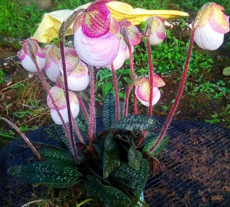 玉女兜兰拖鞋兰原生绿植花卉容易种植粉红花客厅阳台办公室