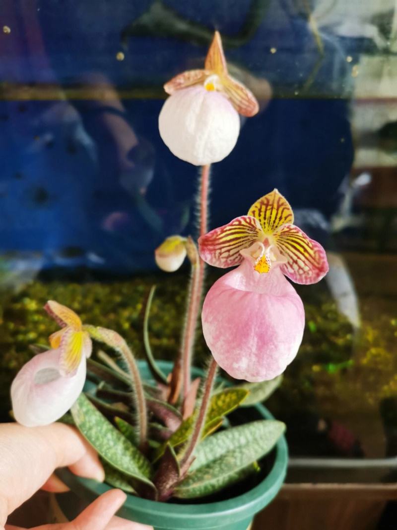 玉女兜兰拖鞋兰原生绿植花卉容易种植粉红花客厅阳台办公室