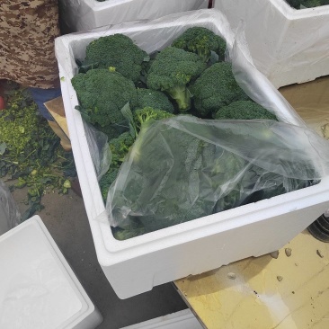 湖北西兰花全系列大量供应，耐寒，炎秀，提供各种包装