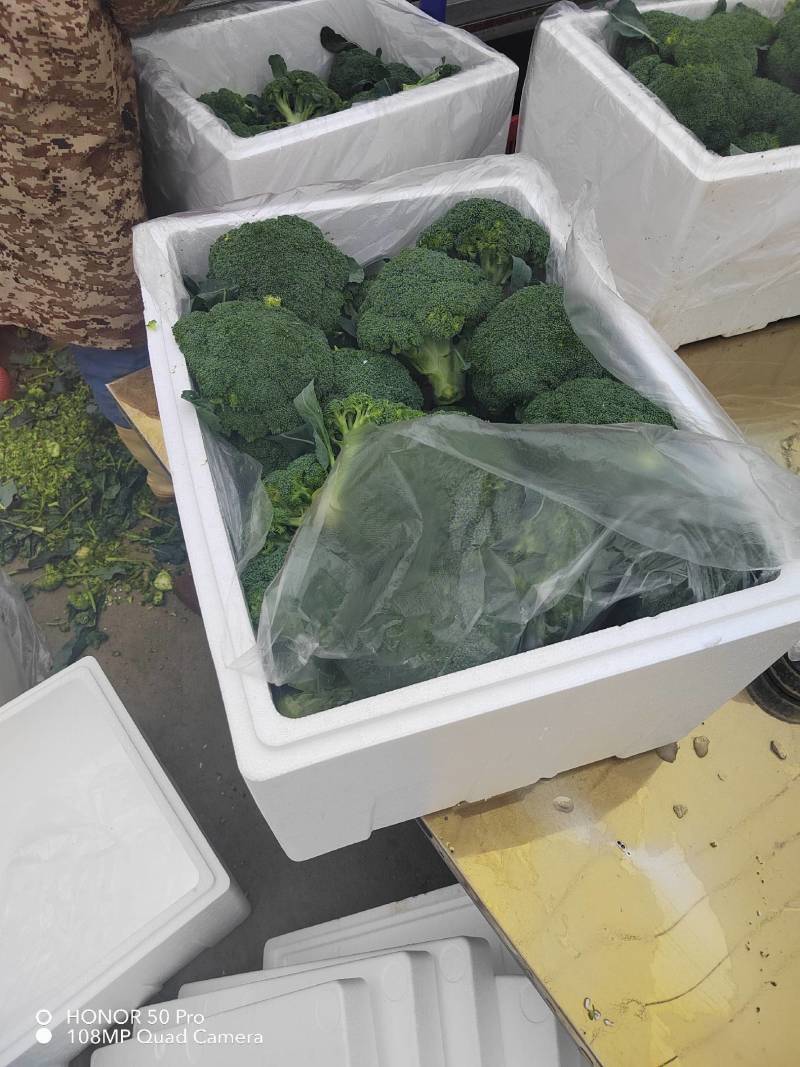 湖北西兰花全系列大量供应，耐寒，炎秀，提供各种包装
