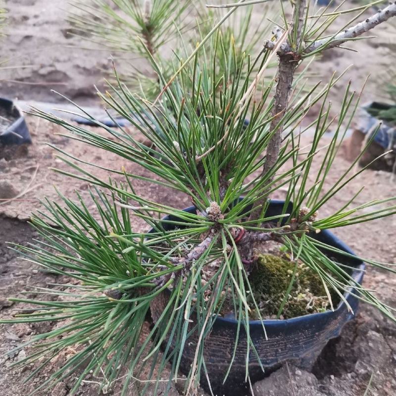 白鹤锦松,稀缺品种,国内嫁接多年,已经开始爆鳞