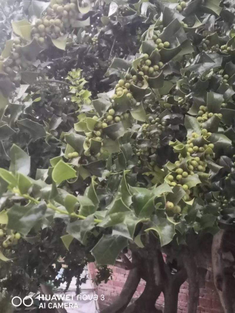 刺枸骨
