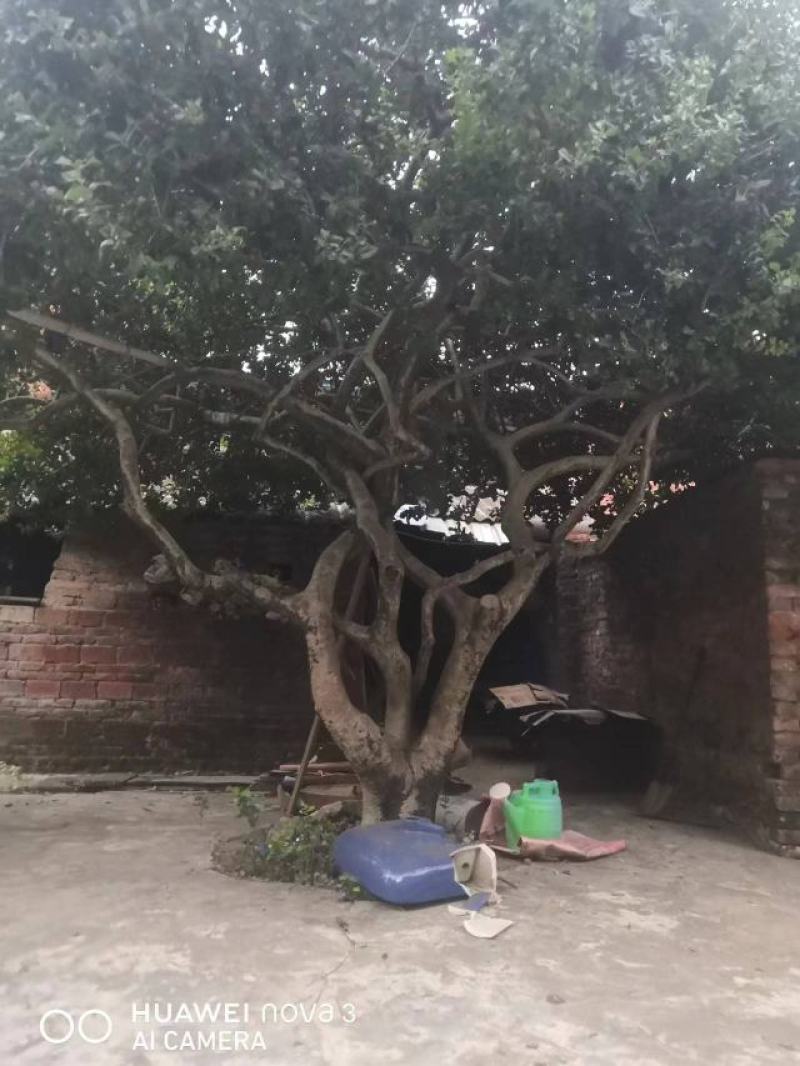刺枸骨