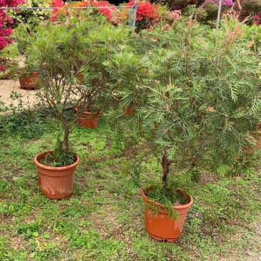 银桦树盆栽室外庭院别墅稀有品种花卉大型绿植四季开花不断