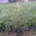 银桦树盆栽室外庭院别墅稀有品种花卉大型绿植四季开花不断