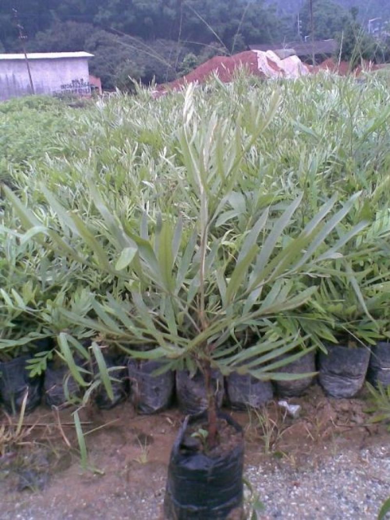 银桦树盆栽室外庭院别墅稀有品种花卉大型绿植四季开花不断