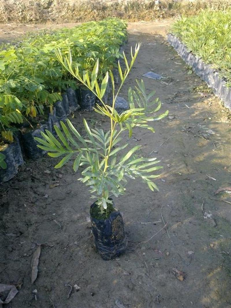 银桦树盆栽室外庭院别墅稀有品种花卉大型绿植四季开花不断