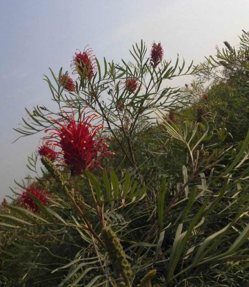 银桦树盆栽室外庭院别墅稀有品种花卉大型绿植四季开花不断