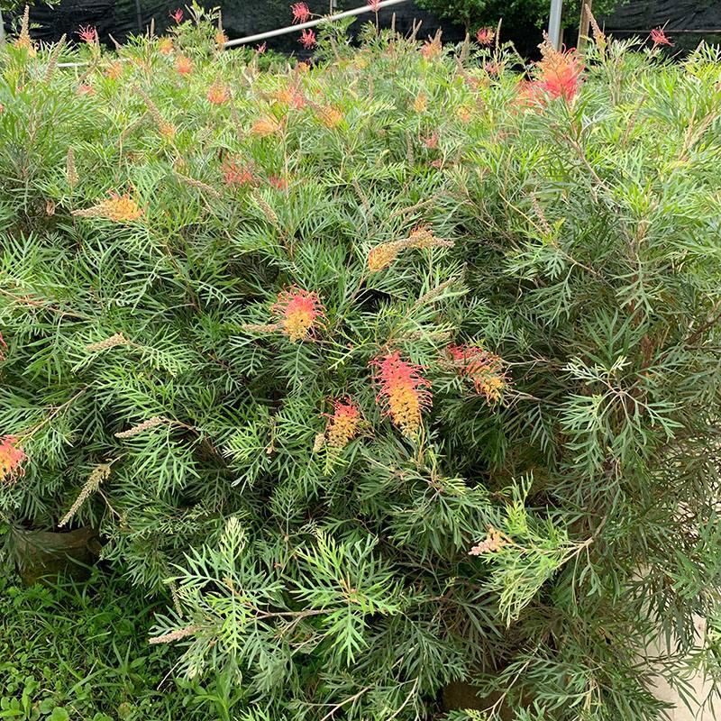 银桦树盆栽室外庭院别墅稀有品种花卉大型绿植四季开花不断