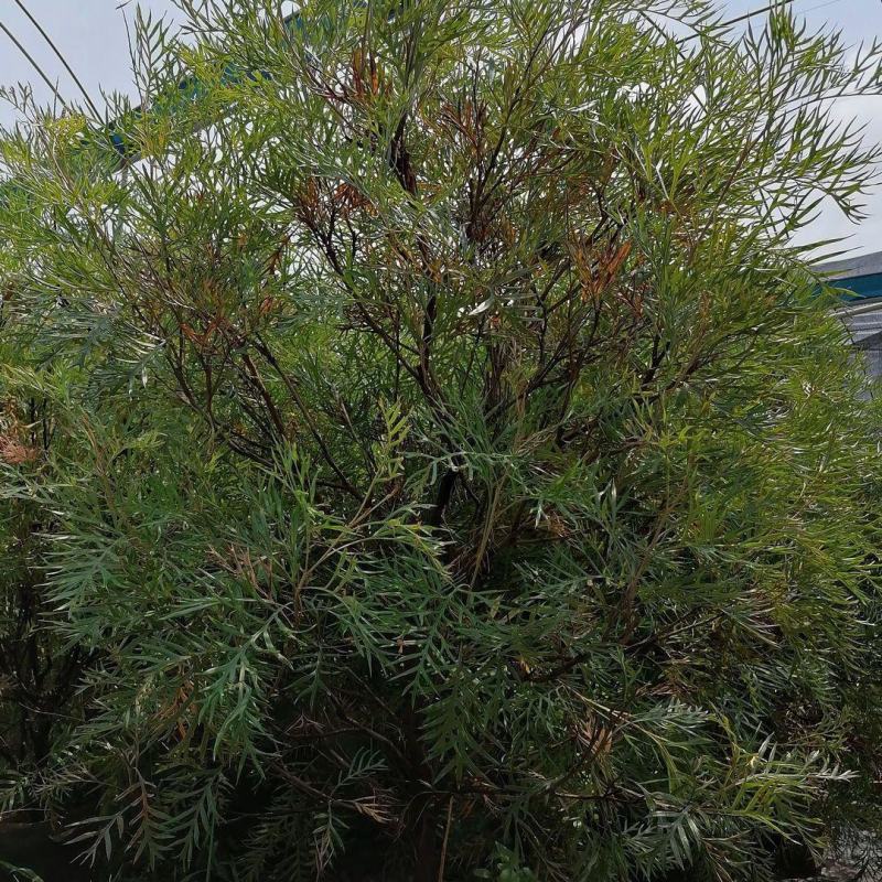 银桦树盆栽室外庭院别墅稀有品种花卉大型绿植四季开花不断