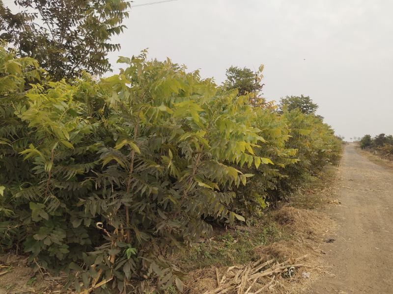 山东烟台碧根果嫁接苗一年两年三年苗品种齐全品质保证