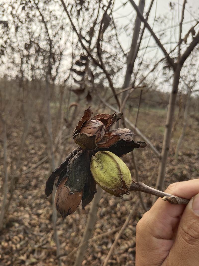 山东烟台碧根果嫁接苗一年两年三年苗品种齐全品质保证