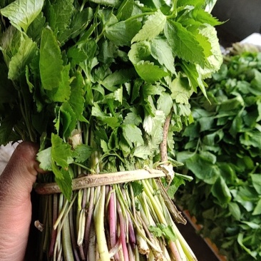 大叶芹反季节山野菜