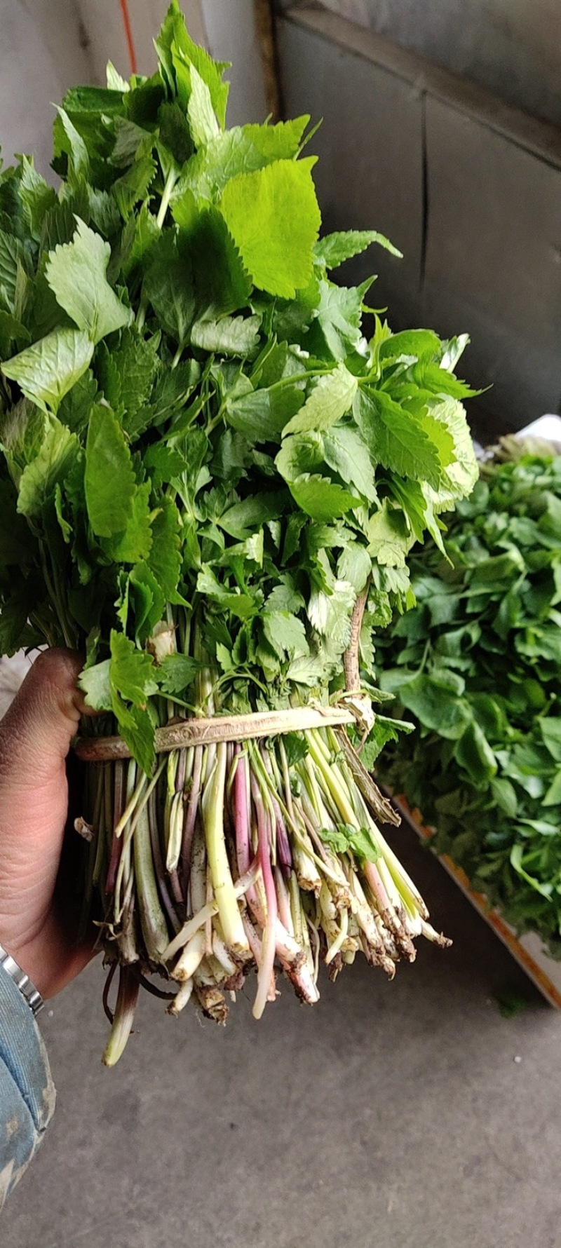 大叶芹反季节山野菜