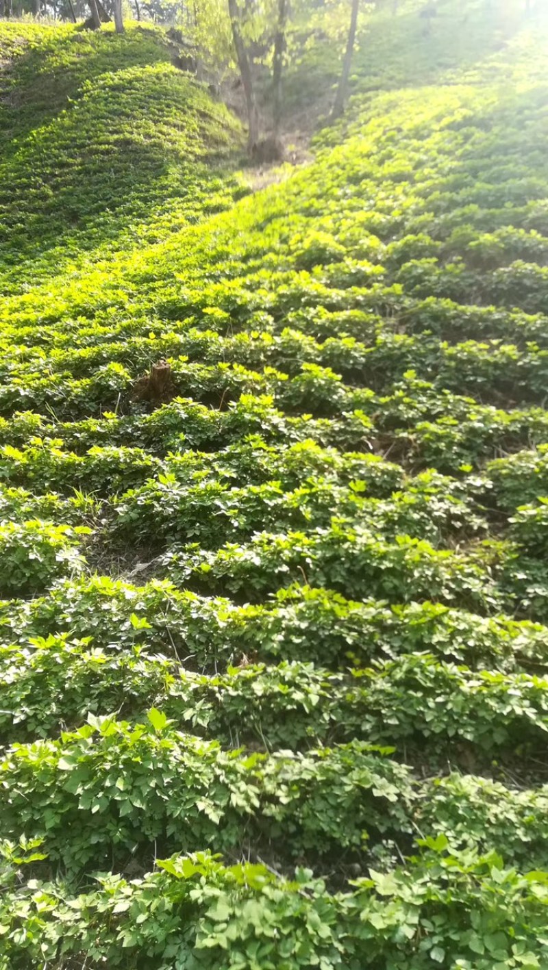 大叶芹绿杆反季节山野菜