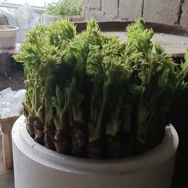 反季节刺嫩芽盆景