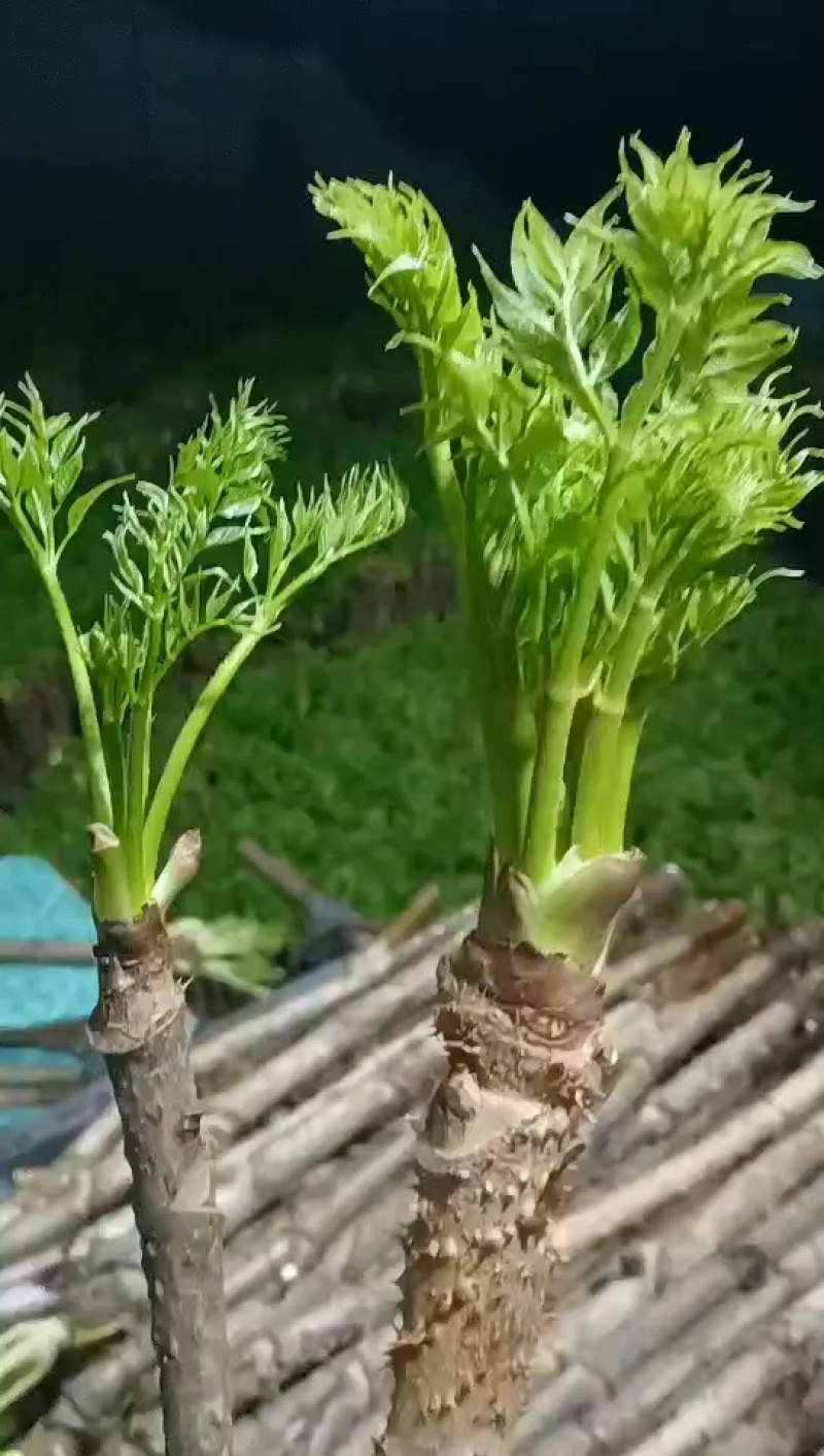 反季节刺嫩芽盆景