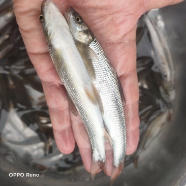 大鳞鲃银鳕鱼【诚信经营、保质保量、质量求生】