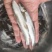 大鳞鲃银鳕鱼【诚信经营、保质保量、质量求生】