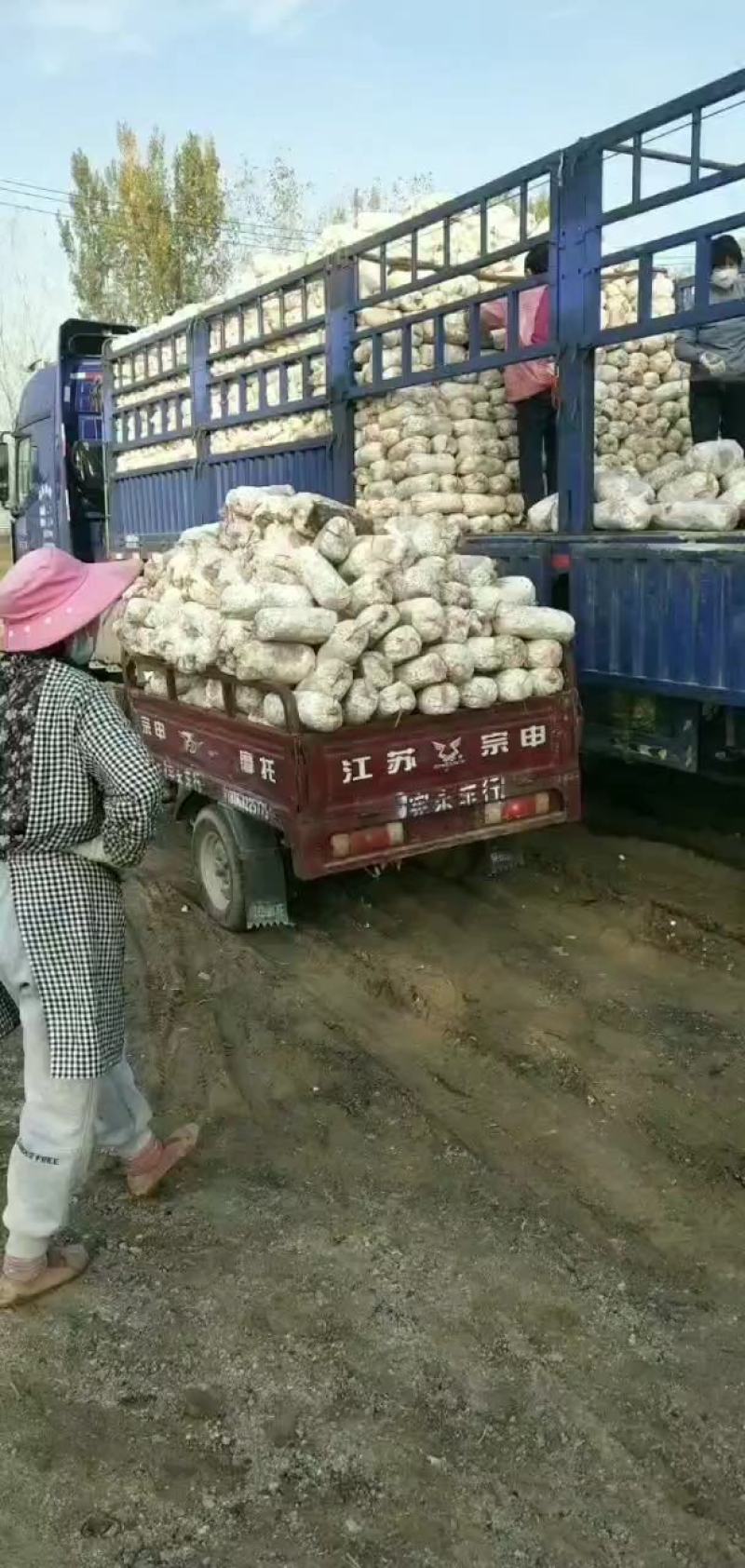 【热卖】平菇菌棒食用菌菌棒菌棒23X53高产抗病