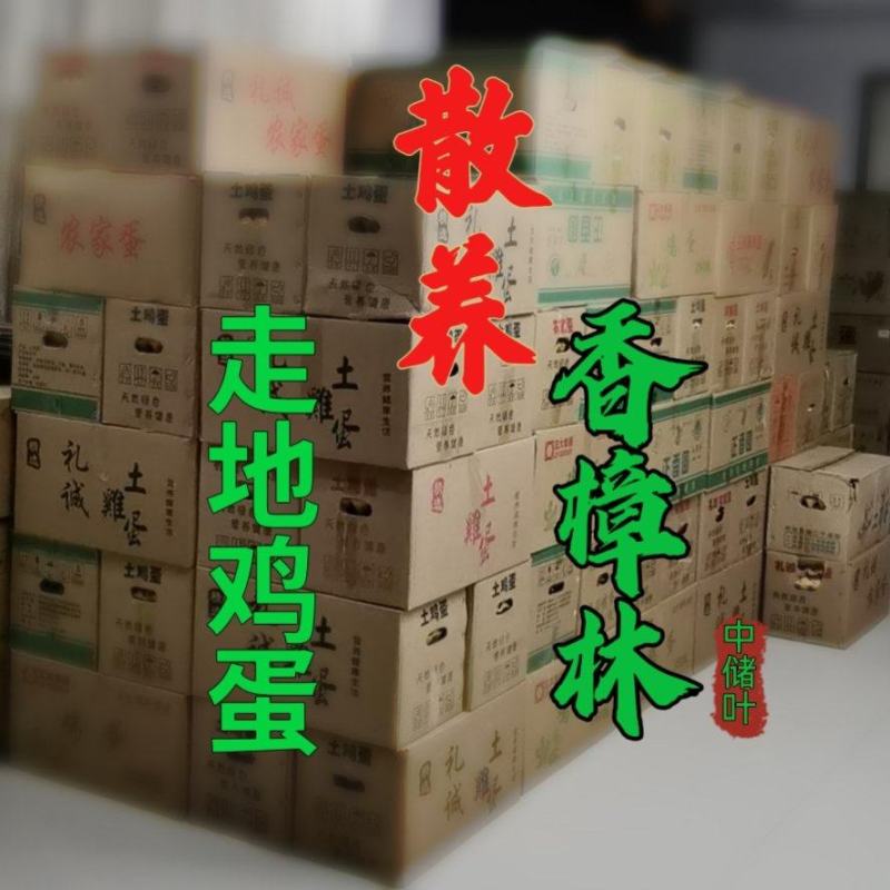 600亩香樟林散养草鸡蛋，虫草蛋，确保散养