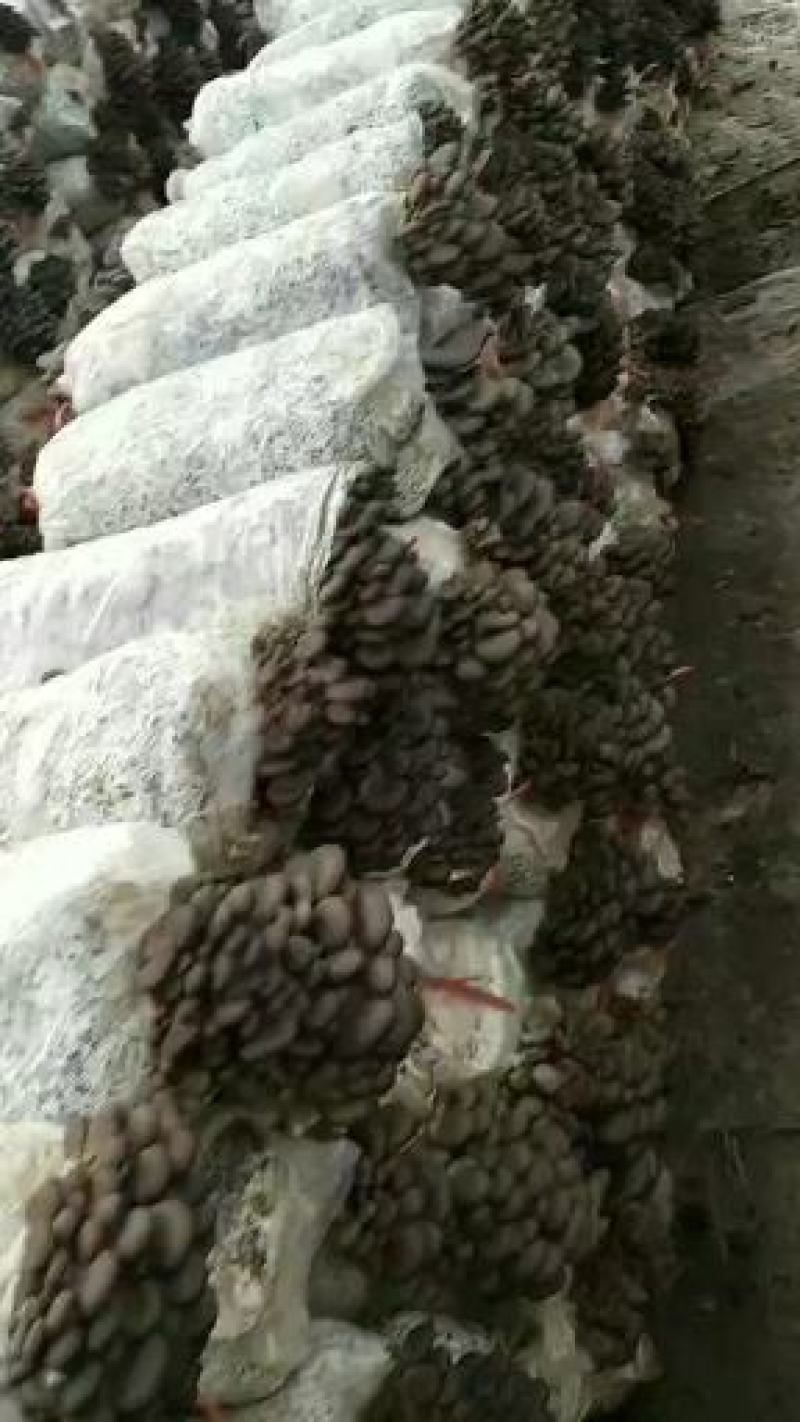 【平菇菌棒】到家划口既出菇高产抗病提供技术质优价廉